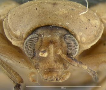 Media type: image; Entomology 18773   Aspect: head frontal view